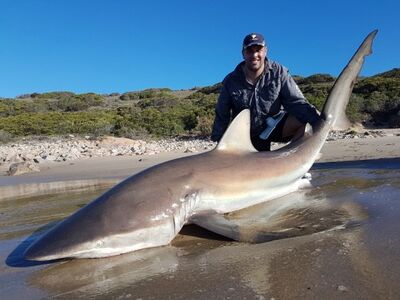 Zuid Afrika Mosselbaai nov 2024