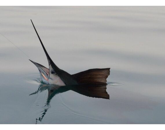 Verenigde Arabische Emiraten