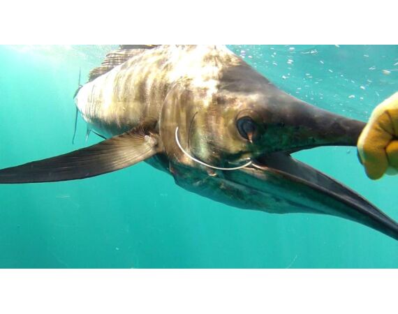 Verenigde Arabische Emiraten