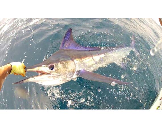 Verenigde Arabische Emiraten