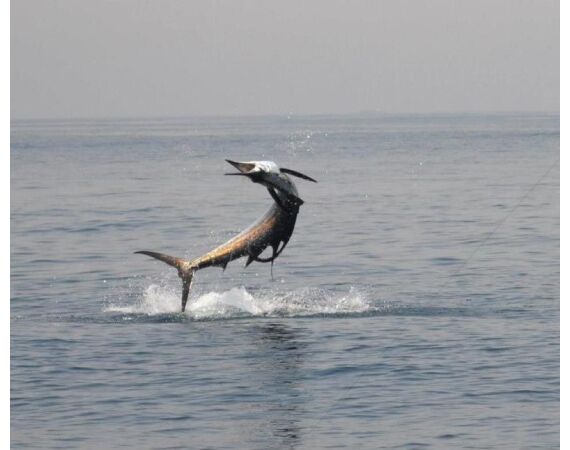 Verenigde Arabische Emiraten