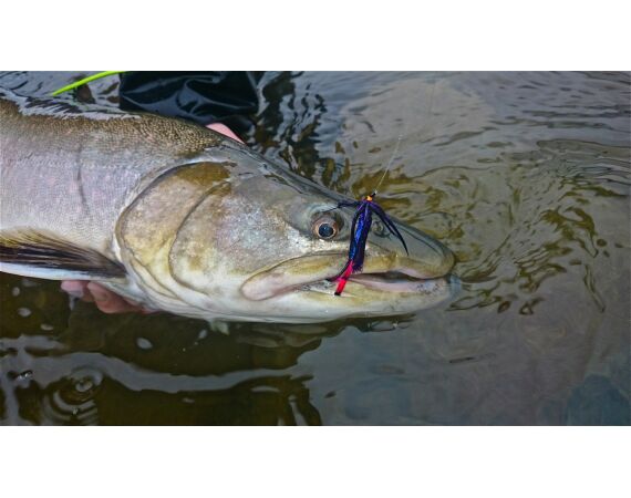 Canada zalm en steur