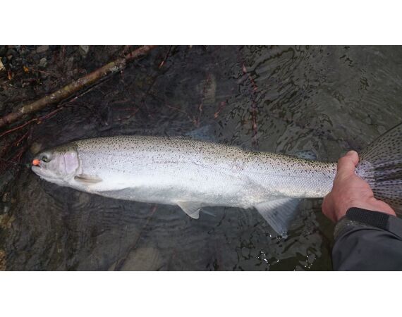 Canada zalm en steur