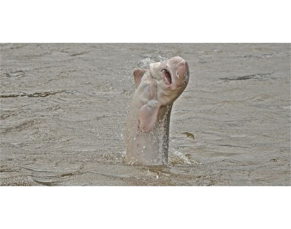 Canada zalm en steur