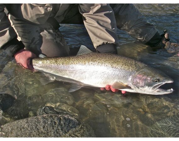 Canada zalm en steur