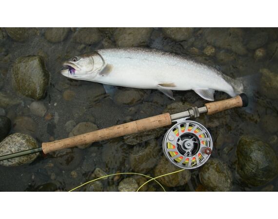 Canada zalm en steur