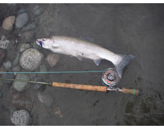 Canada zalm en steur