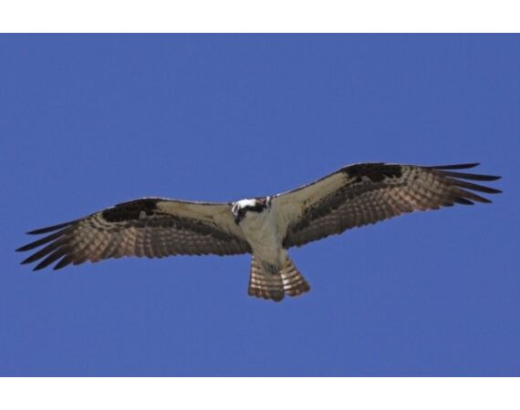 Canada zalm en steur