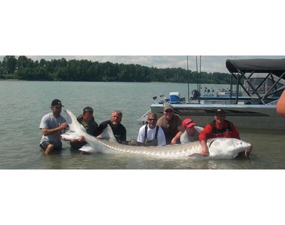 Canada zalm en steur