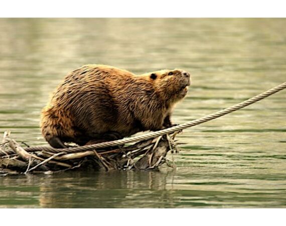 Canada zalm en steur