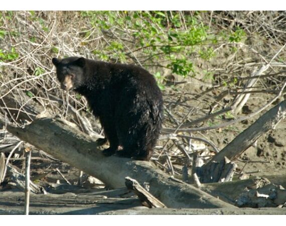 Canada zalm en steur