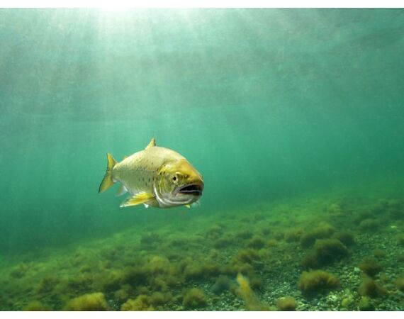 Moen, Denemarken Zeeforel