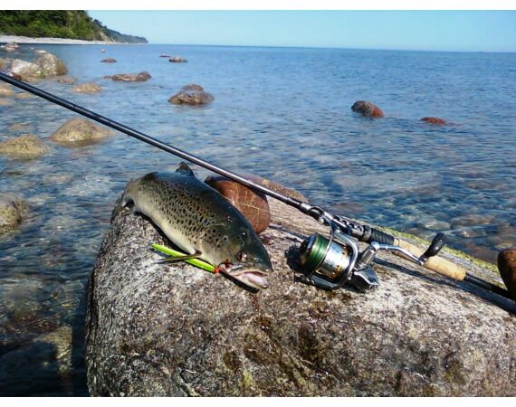 Moen, Denemarken Zeeforel