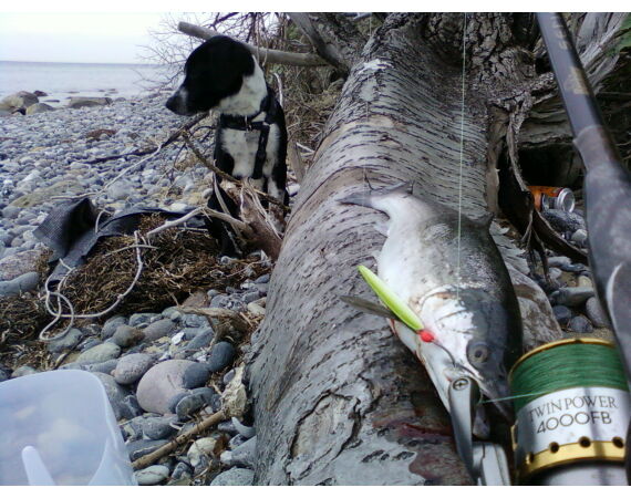 Moen, Denemarken Zeeforel