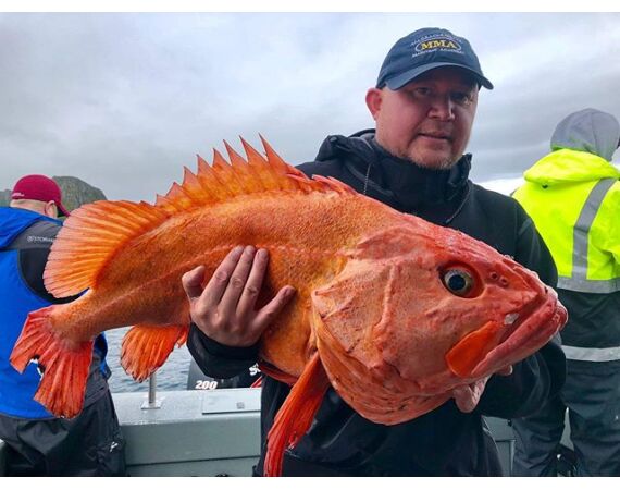 Beringzee, heilbot en zalm Alaska