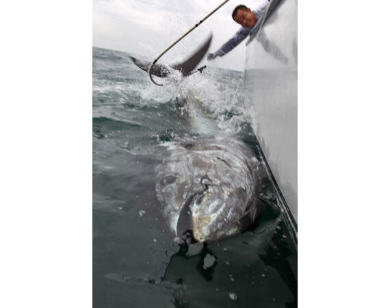 Nova Scotia, blauwvin tonijn, Canada