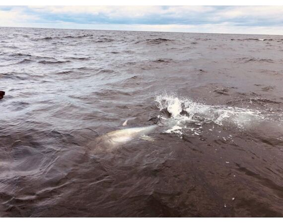 Nova Scotia, blauwvin tonijn, Canada
