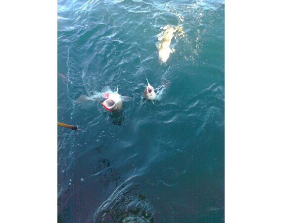 Hirtshals, Gele Rif, Denemarken