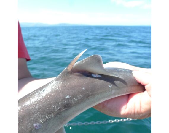 Noord Ierland, Port Rush