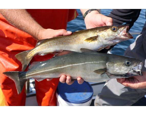 Noord Ierland, Port Rush