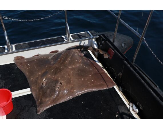 Noord Ierland, Port Rush