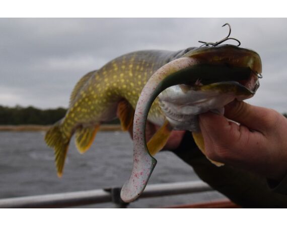 Vader zoon Roofvis week in zuid Zweden