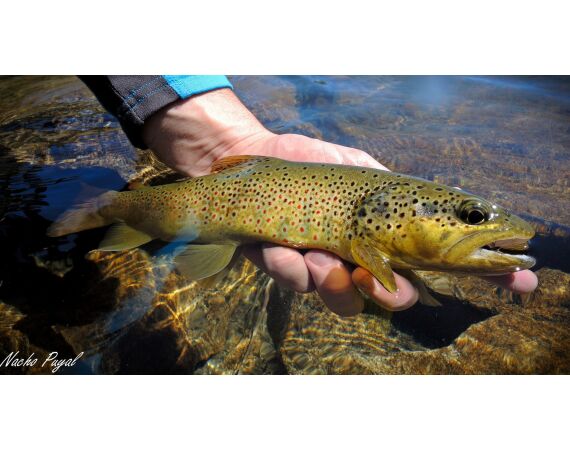 Op de top van de Pyreneeën