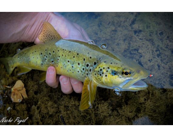 Op de top van de Pyreneeën