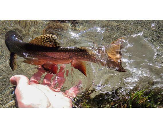 Op de top van de Pyreneeën