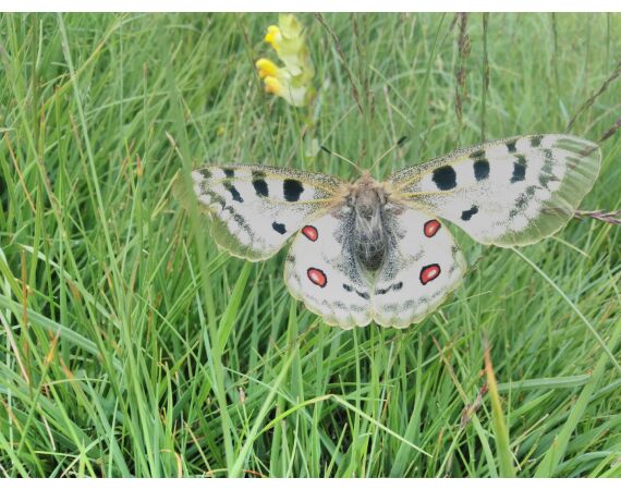 Op de top van de Pyreneeën