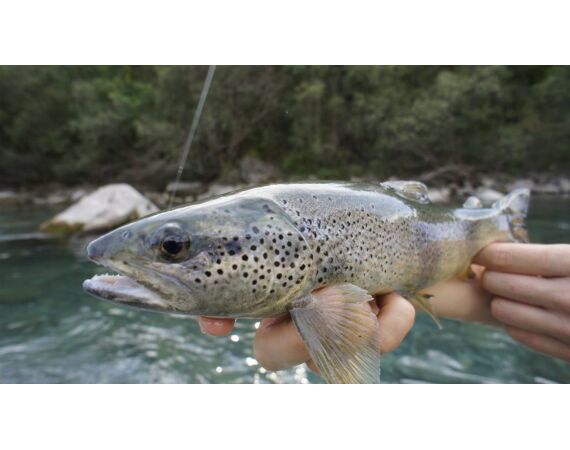 Pyreneeën van oost naar west