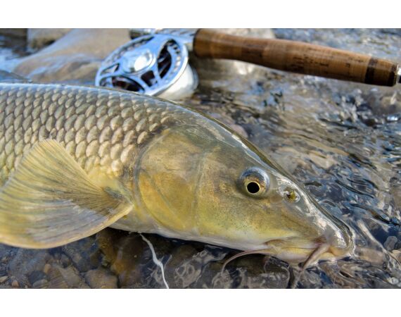Pyreneeën van oost naar west