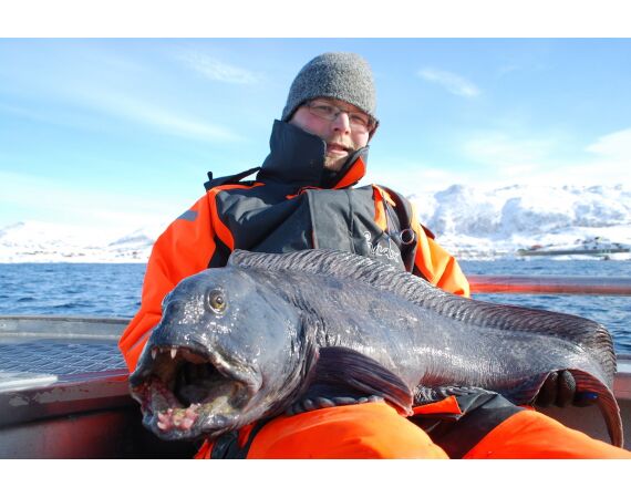 Havoysund Arronet boot