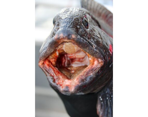 Savage Gear Loppa festival juni 2026