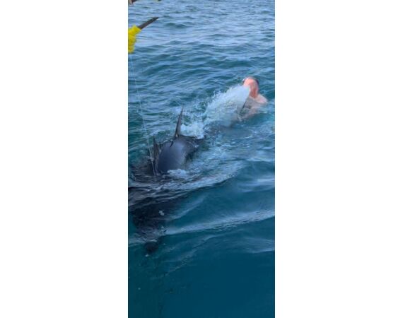 Spanje Blauwvintonijn