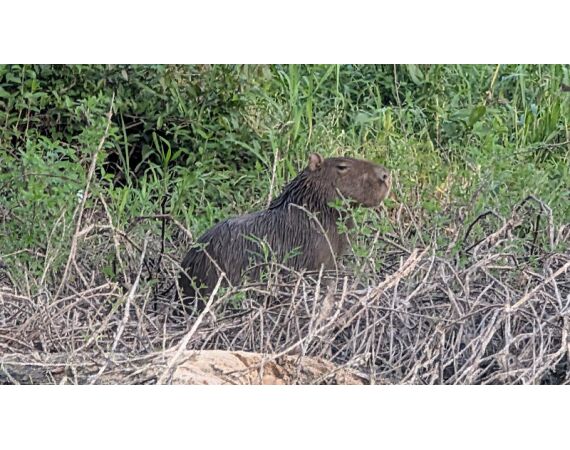 Arapaima Bolivia aug 2026