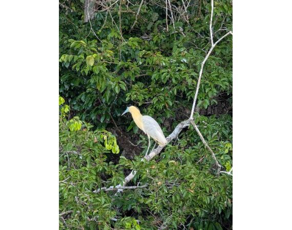 Arapaima Bolivia aug 2026