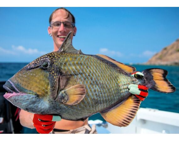 Madagascar Live aboard