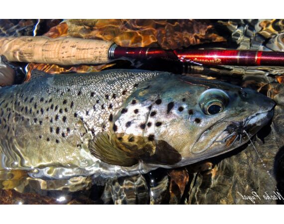 Van oost naar west in de Spaanse Pyreneeën okt 26