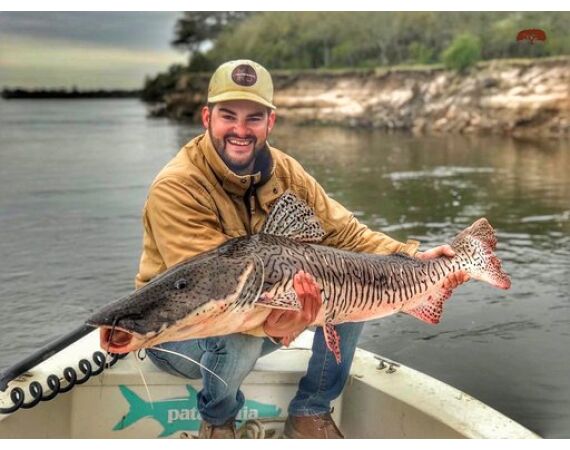 Argentinie, Golden Dorado