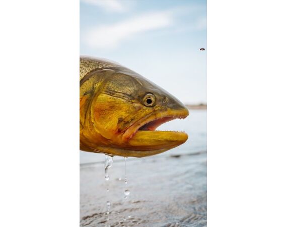 Argentinie, Golden Dorado