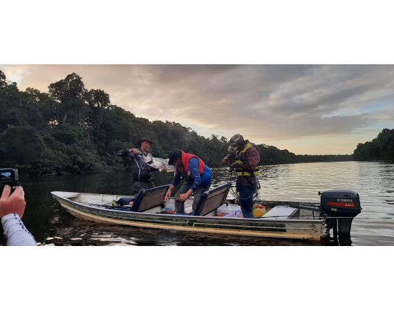 Amazone Guyana okt 2025