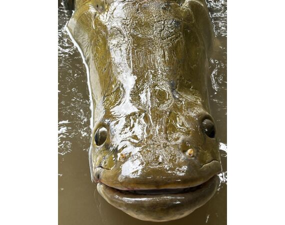 Amazone Guyana okt 2025