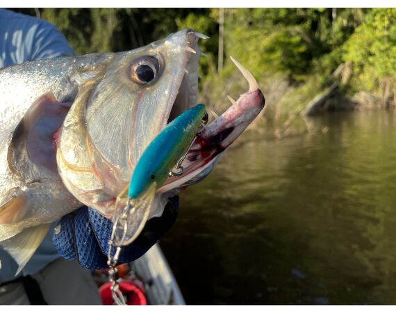 Amazone Guyana okt 2025