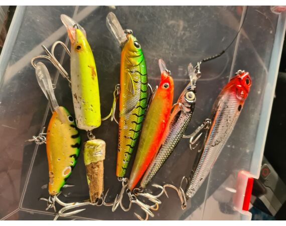 Amazone Guyana okt 2025