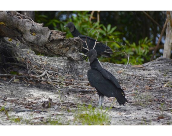 Peacock Bass Houseboat jan 26
