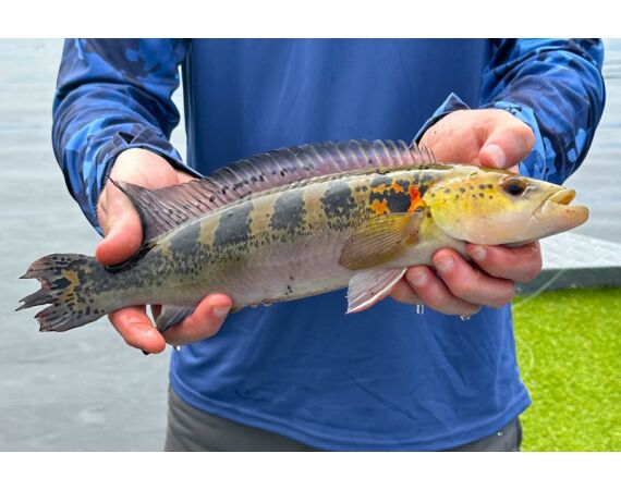 Peacock Bass Houseboat jan 26