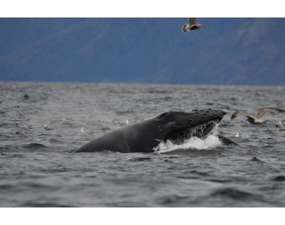 Savage Gear Heilbot festival sep 26