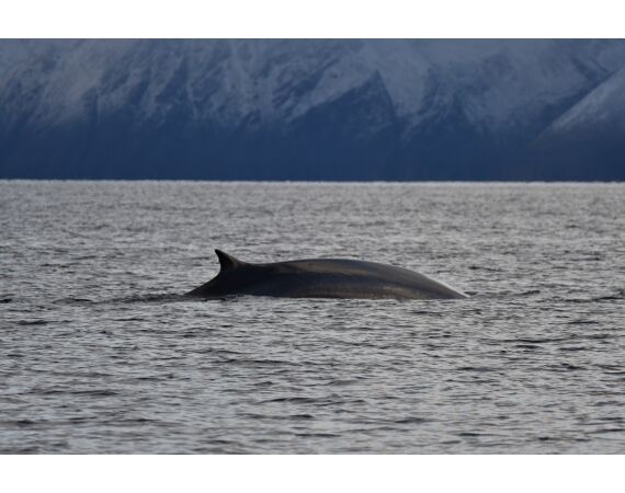 Savage Gear Heilbot festival sep 26