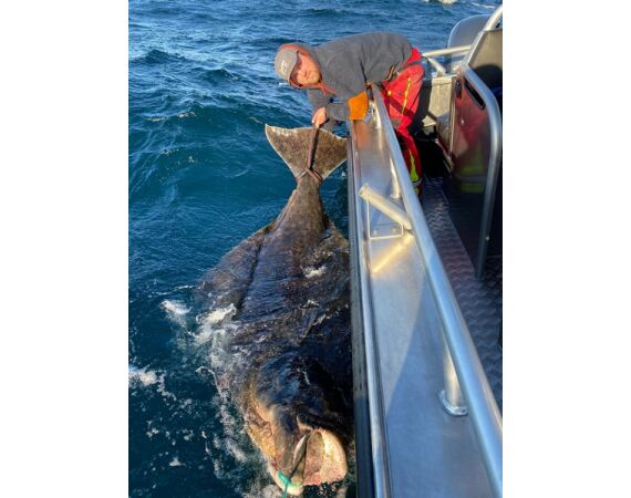 Savage Gear Heilbot festival sep 26